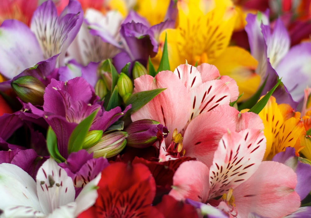 Vibrant flowers in various colors, including pink, purple, yellow, and white, arranged closely together, surrounded by green leaves and stems.