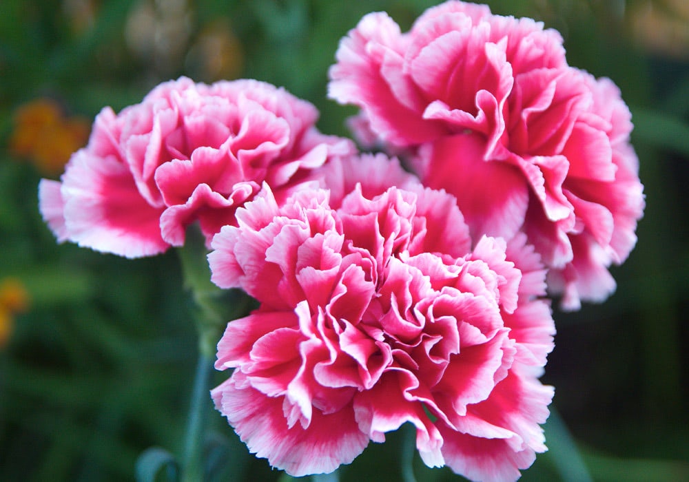 Three pink carnations bloom vibrantly, their ruffled petals displaying white edges. The flowers are set against a blurred background of green foliage, creating a natural garden setting.