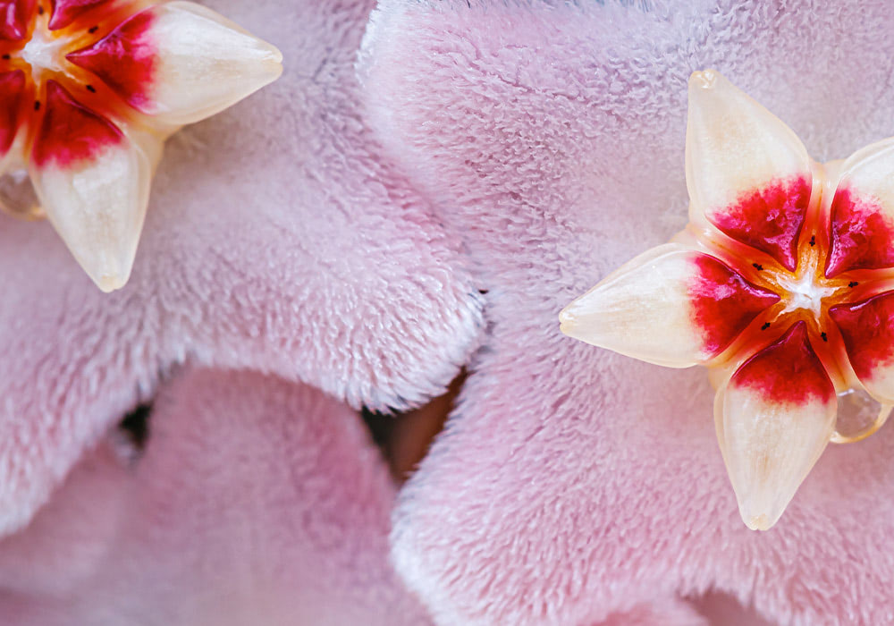 Star-shaped flowers with white, red, and pink hues rest on a backdrop of fuzzy, pink, five-pointed leaves, creating a soft and colorful botanical scene.