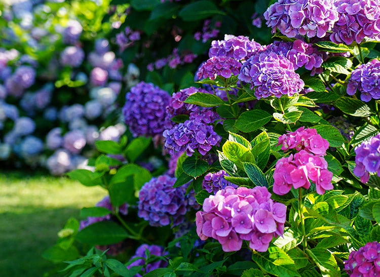 Vibrant clusters of purple and pink hydrangeas bloom abundantly, surrounded by lush green foliage, set against a blurred garden background bathed in sunlight.