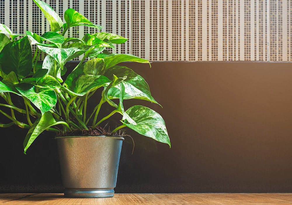 Green potted plant with variegated leaves sits on a wooden surface, against a decorated wall with vertical black and white stripes. Sunlight shines from the right side.