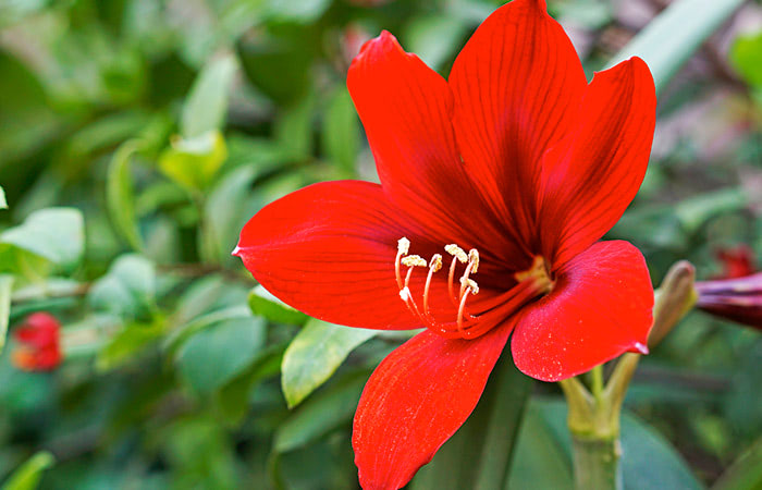 A single red amaryllis bloom, at home in a lush garden