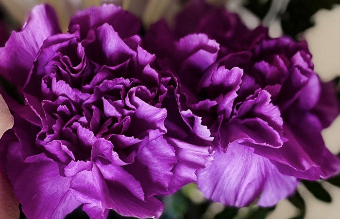 Bright purple carnations with ruffled petals bloom prominently, set against a blurred background of greenery.