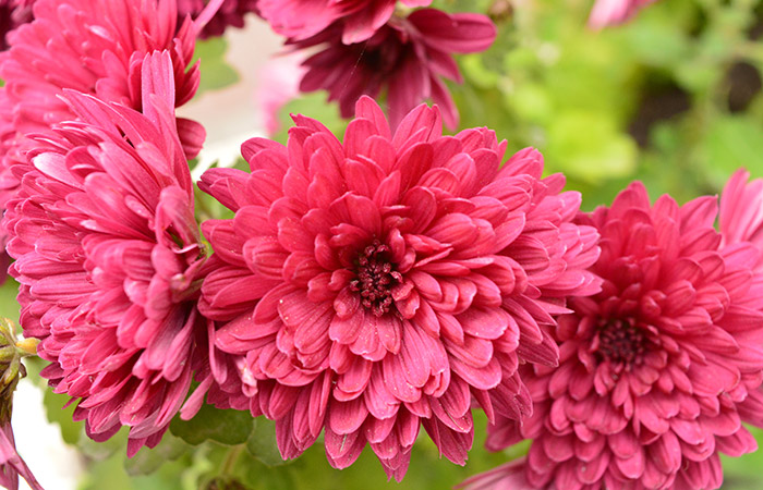 Pink chrysanthemums blooming vibrantly, showcasing lush petals and detailed centers. They are clustered together, surrounded by green leaves, in a bright natural setting.