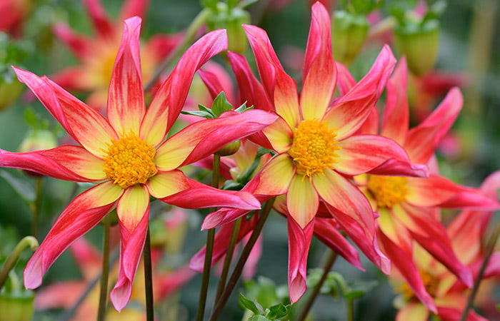 Brightly colored daisy-shaped flowers with pointed yellow and red petals and central yellow disks bloom in a lush green garden.