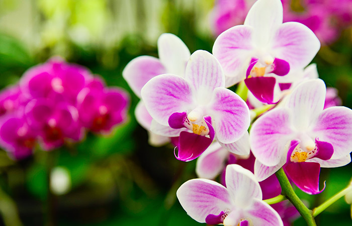 Photograph of a phalaenopsis orchid