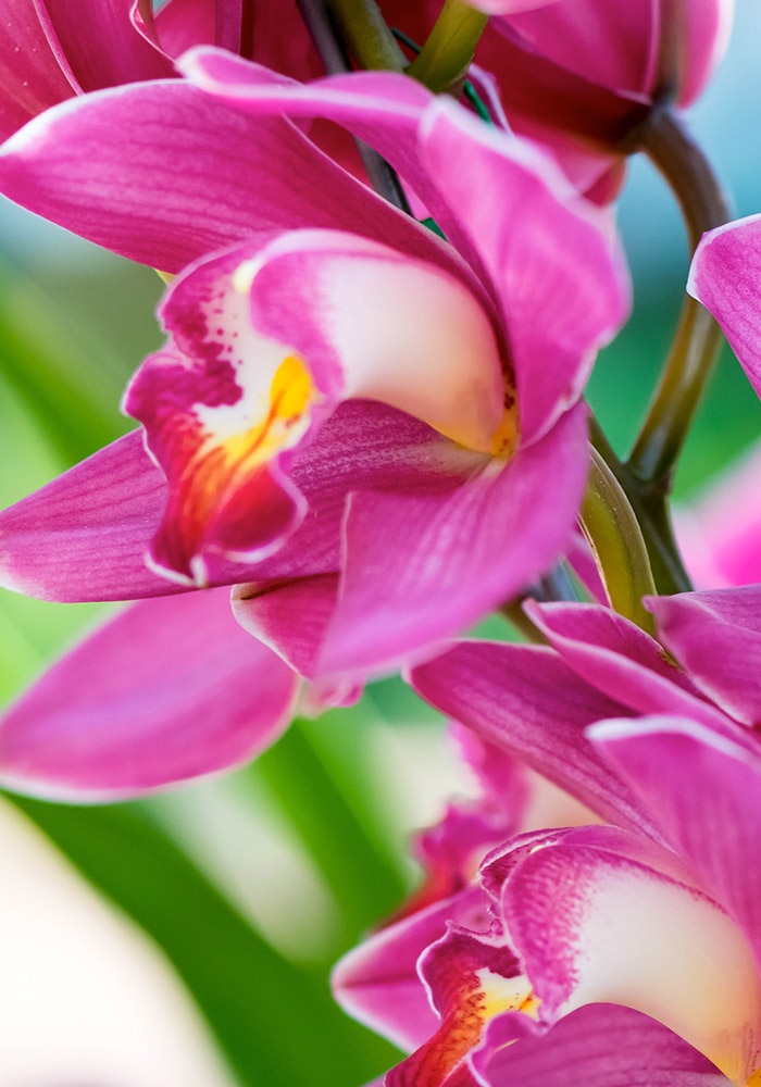 Pink orchids bloom vibrantly, displaying delicate petals with yellow and white accents, amidst a background of green leaves.