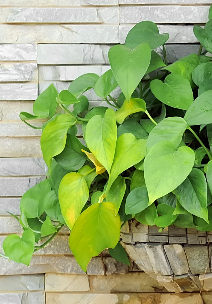 Bright green leaves spill from a wall-mounted planter