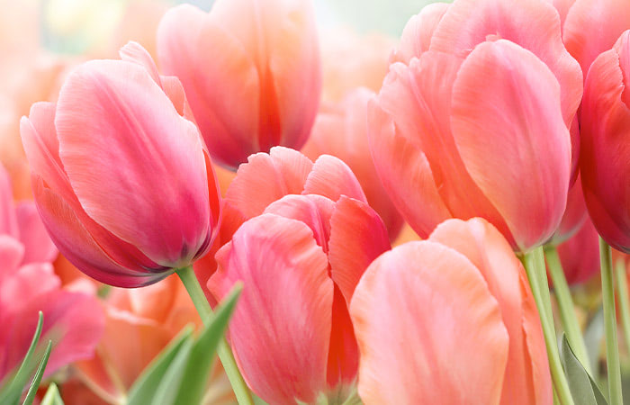 Pink and coral tulips bloom closely, petals open, in a lush, sunlit garden bed.