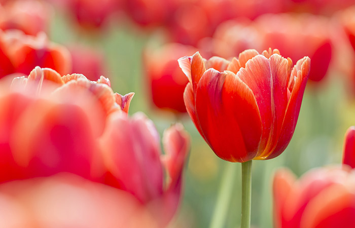 Photograph of a tulip