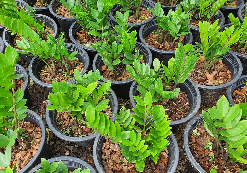 A dozen young, potted zz plants are lined up in a greenhouse