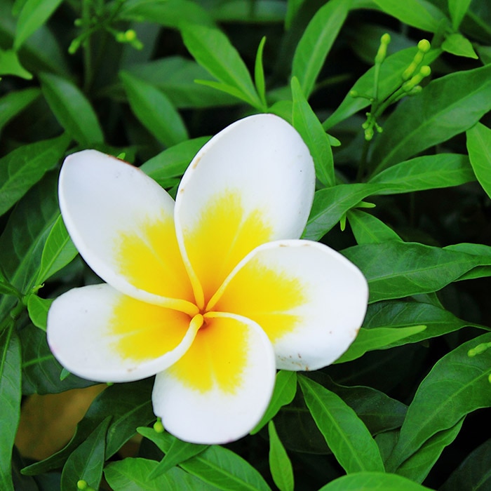 A white and yellow plumeria flower blooming amidst vibrant green leaves in a lush garden setting.