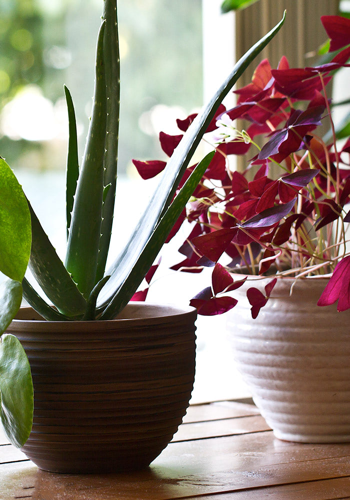 A lush, lively outdoor plant climbs a stone wall