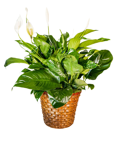 Large Peace Lily Basket - Spathiphyllum Plant