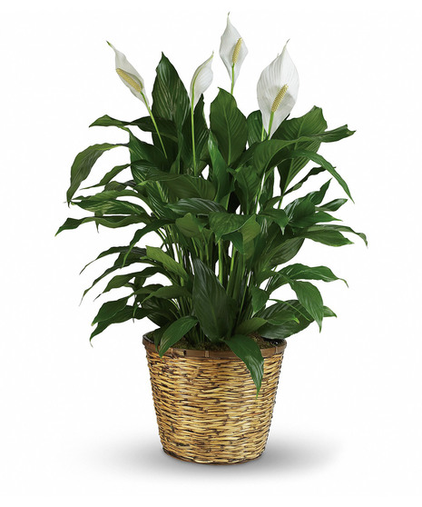 Peace Lily Basket - Spathiphyllum Plant